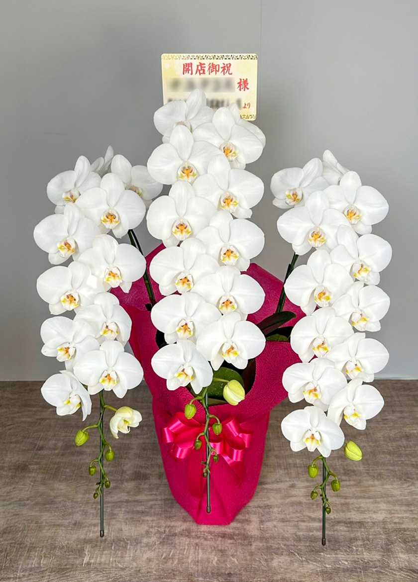 開店祝いで納品したミディ胡蝶蘭ロビンソン白３本立45輪以上｜ギフト胡蝶蘭