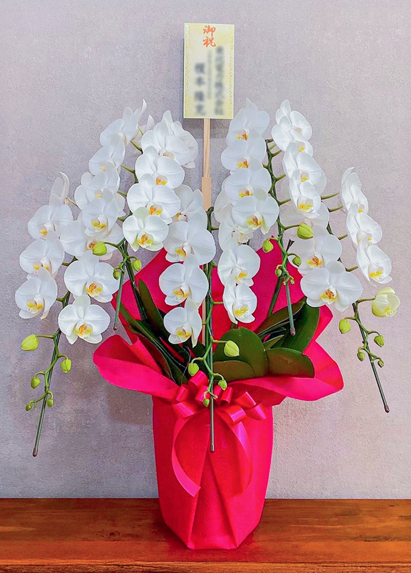 移転祝いで納品したミディ胡蝶蘭アマビリス5本立55輪以上｜ギフト胡蝶蘭