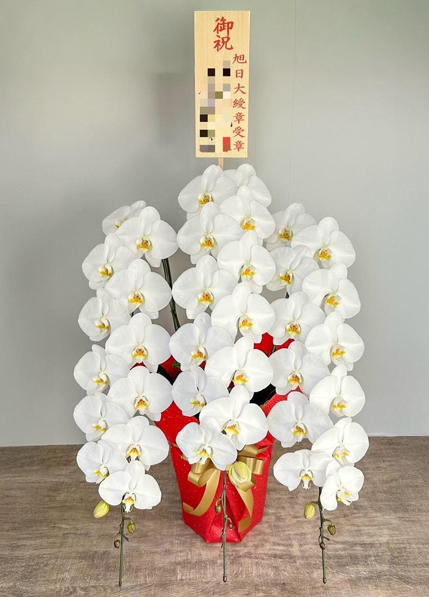 勲章祝いで納品した大輪白胡蝶蘭３本立45輪以上｜生花ギフト専門店EFLA
