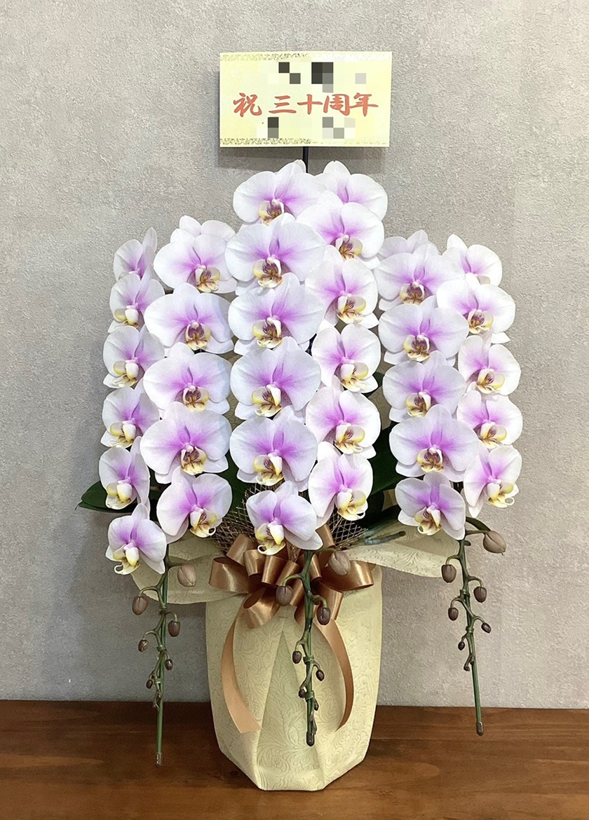 周年祝いで納品したミディ胡蝶蘭ルーパンピンク３本立33輪以上｜生産者直送の胡蝶蘭 EFLA
