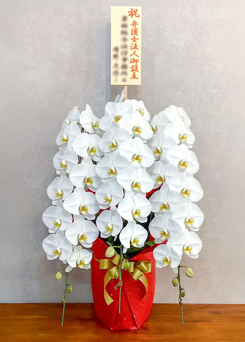 設立祝いで納品した大輪白胡蝶蘭３本立42輪｜東京23区当日配送対応 EFLA