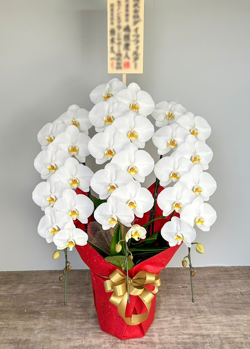法人祝いで納品した大輪白胡蝶蘭３本立36輪