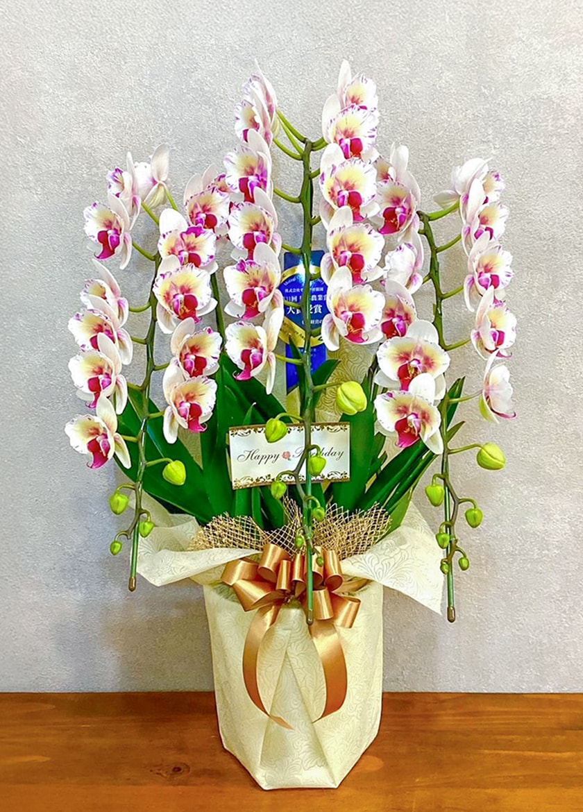 誕生日祝いで納品したミディ胡蝶蘭ミラクル３本立｜胡蝶蘭通販EFLA