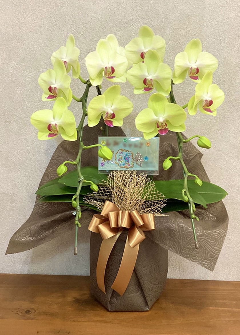 誕生日祝いに納品したミディ胡蝶蘭フォーチュンザルツマン黄色２本立18輪以上｜胡蝶蘭専門店EFLA