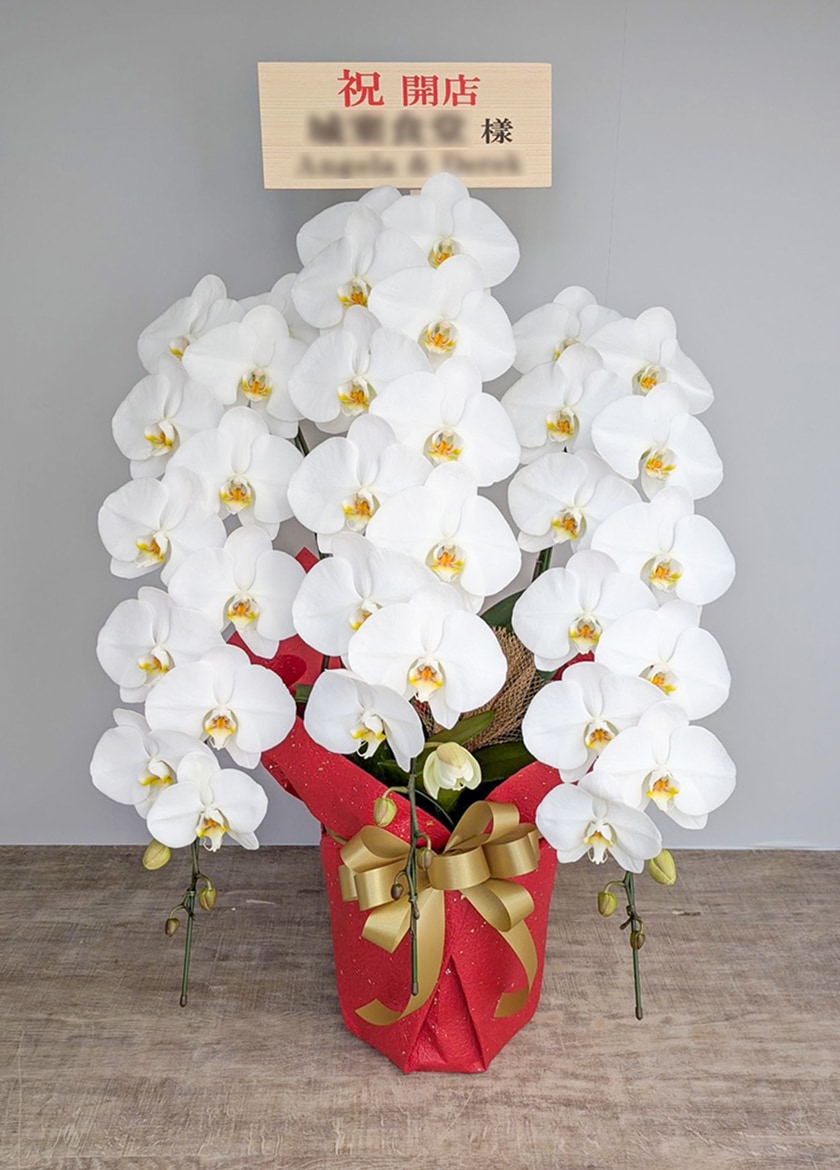 開店祝いに納品した大輪白胡蝶蘭３本立36輪｜全国配送対応の胡蝶蘭 EFLA