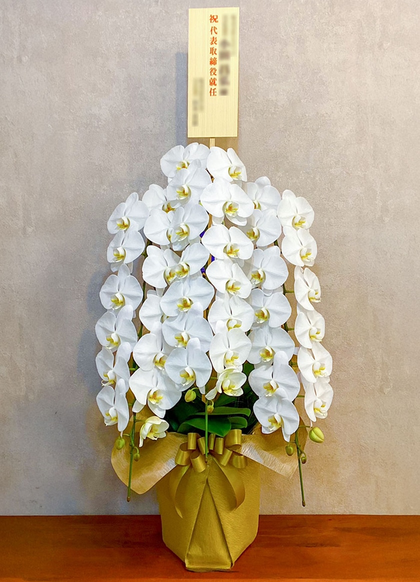 就任祝いで納品した大輪白胡蝶蘭３本立42輪｜東京エリア対応 胡蝶蘭 EFLA