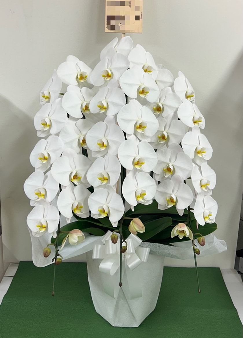 法人お供えで納品した大輪白胡蝶蘭３本立42輪
