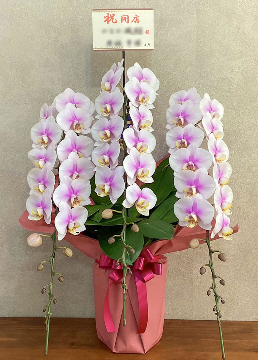 開店祝いに納品したミディ胡蝶蘭ルーパンピンク3本立33輪以上｜法人・個人ギフト対応 EFLA