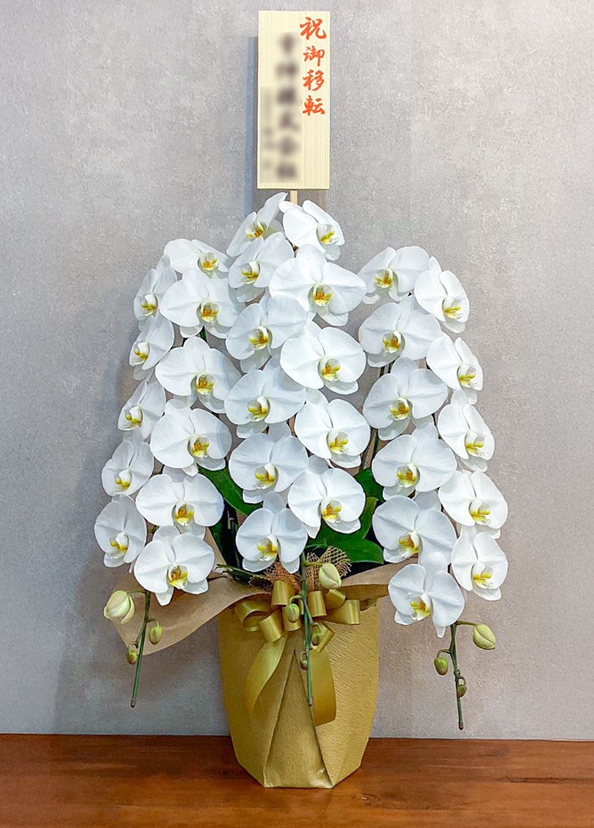 就任祝いで納品した大輪白胡蝶蘭３本立42輪｜東京23区当日配送対応 EFLA