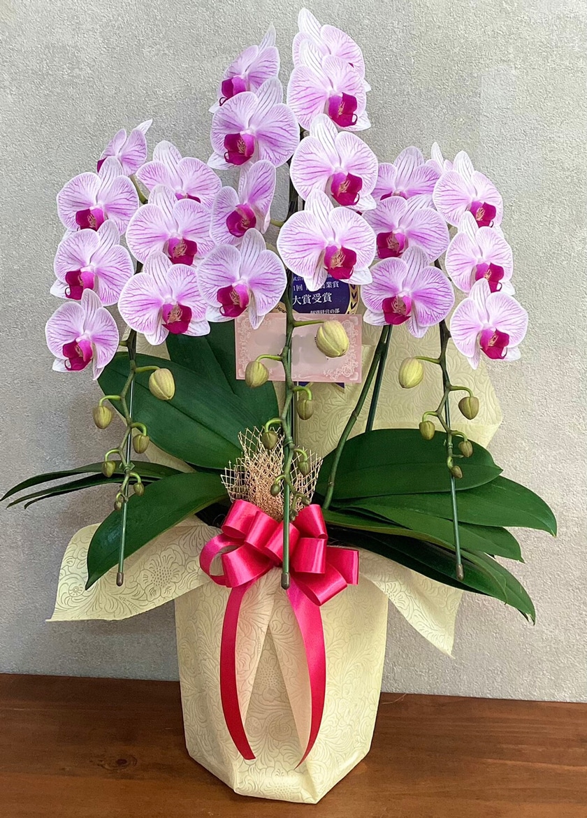 公演祝いで納品したミディ胡蝶蘭｜ギフト胡蝶蘭