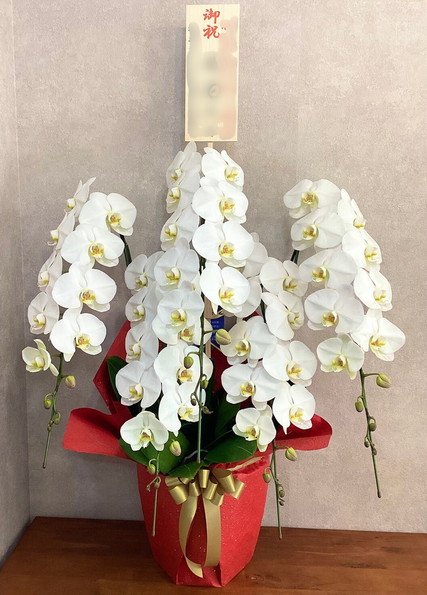 就任祝いに納品した大輪白｜全国配送対応の胡蝶蘭 EFLA