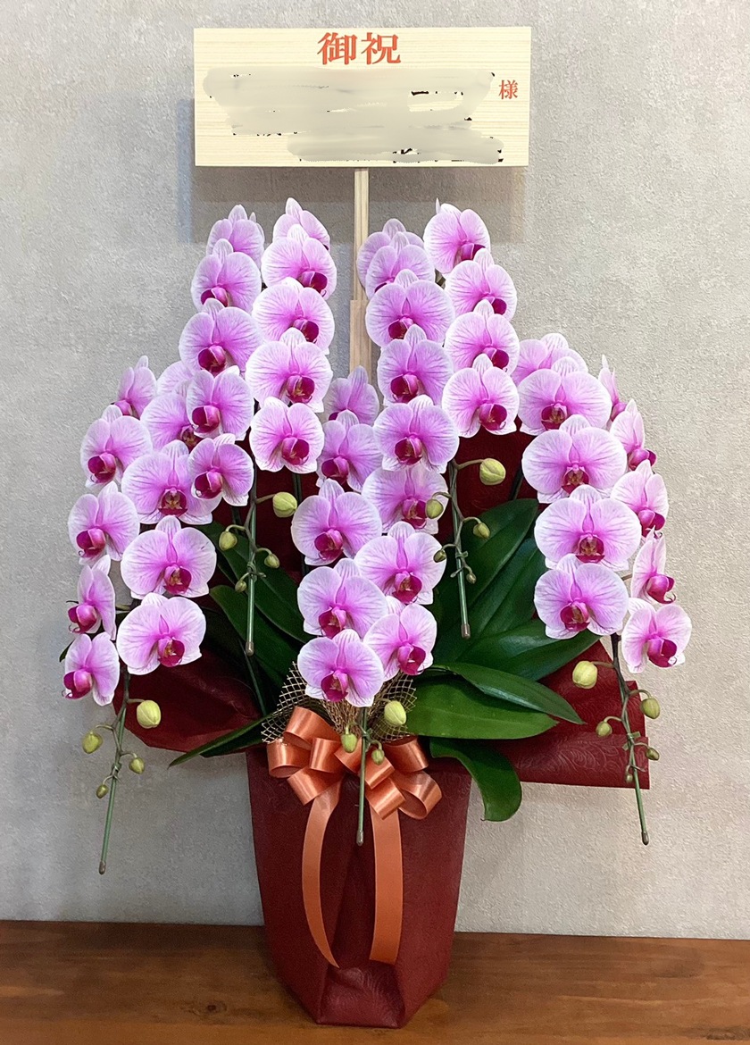 移転祝いに納品したミディ胡蝶蘭アポロ5本立｜全国配送対応の胡蝶蘭 EFLA