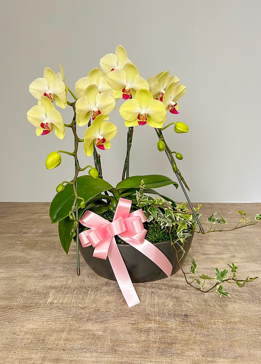 お盆用に納品したミディ胡蝶蘭黄色1本立て｜全国配送対応の胡蝶蘭 EFLA