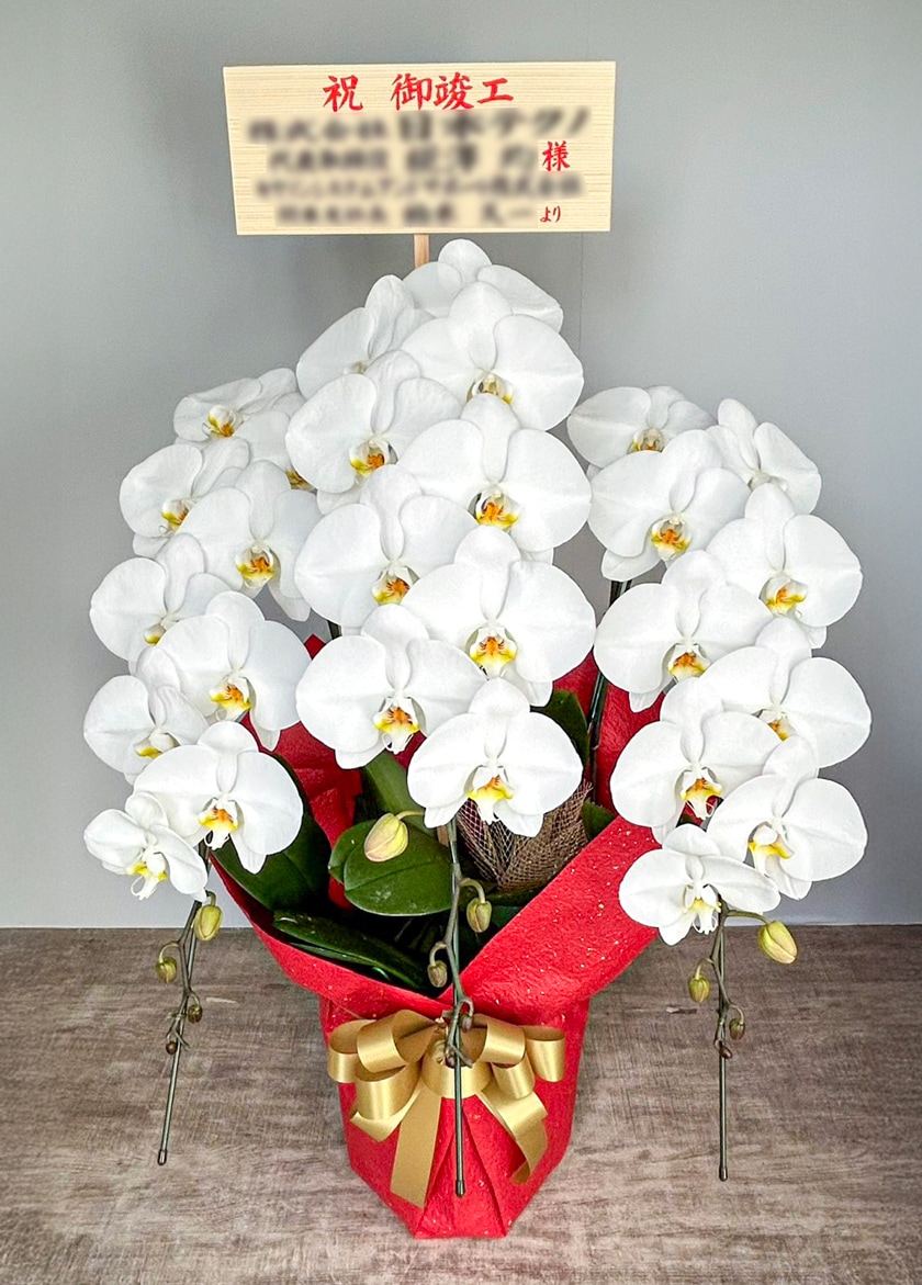 施工祝いに納品した大輪白3本縦立て｜全国配送対応の胡蝶蘭 EFLA