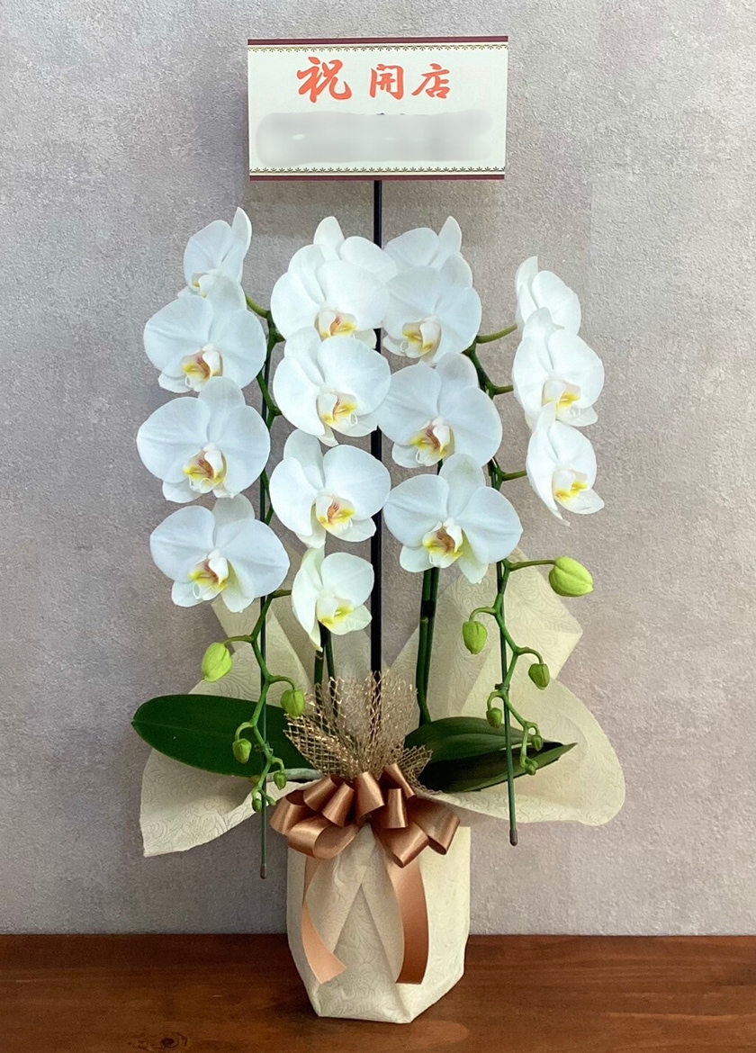 開店祝いで納品したミディ胡蝶蘭｜東京23区当日配送対応 EFLA