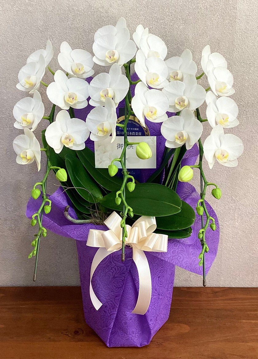 お供えで納品したミディ胡蝶蘭｜東京23区当日配送対応 EFLA
