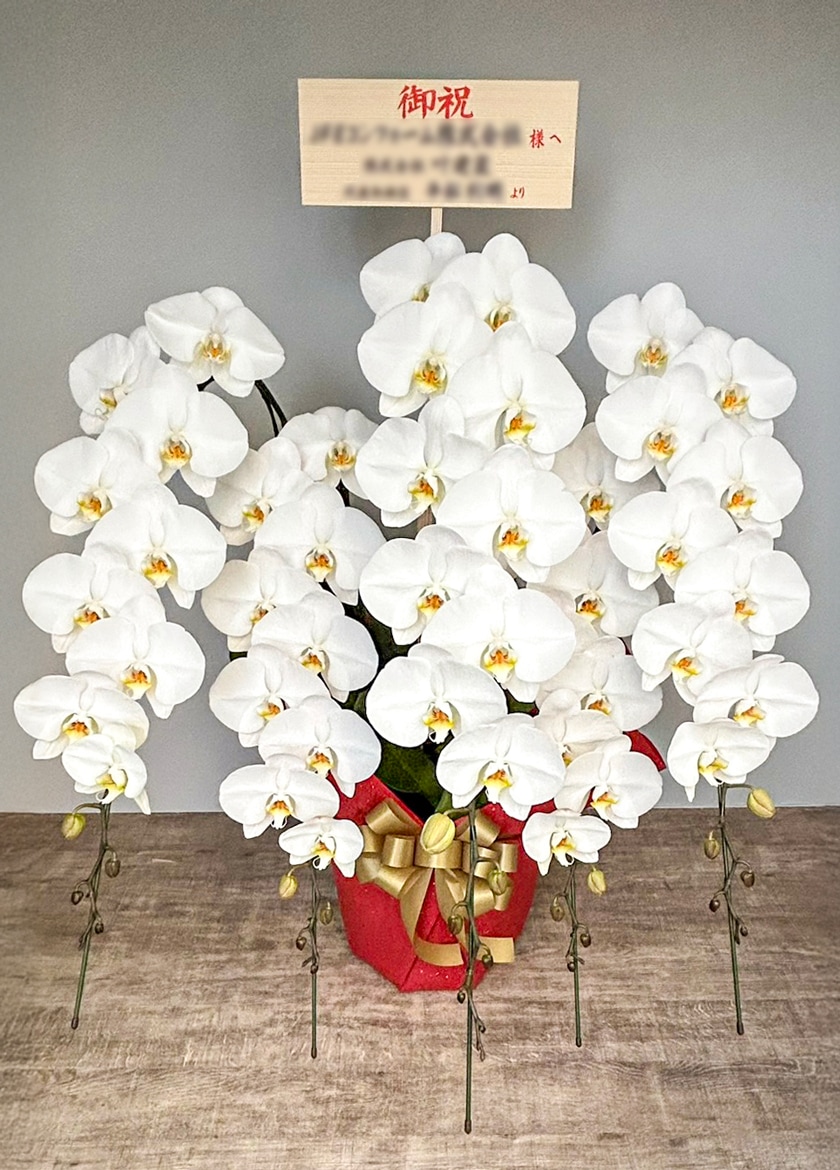 法人祝いで納品した大輪白5本立て｜東京23区当日配送対応 EFLA