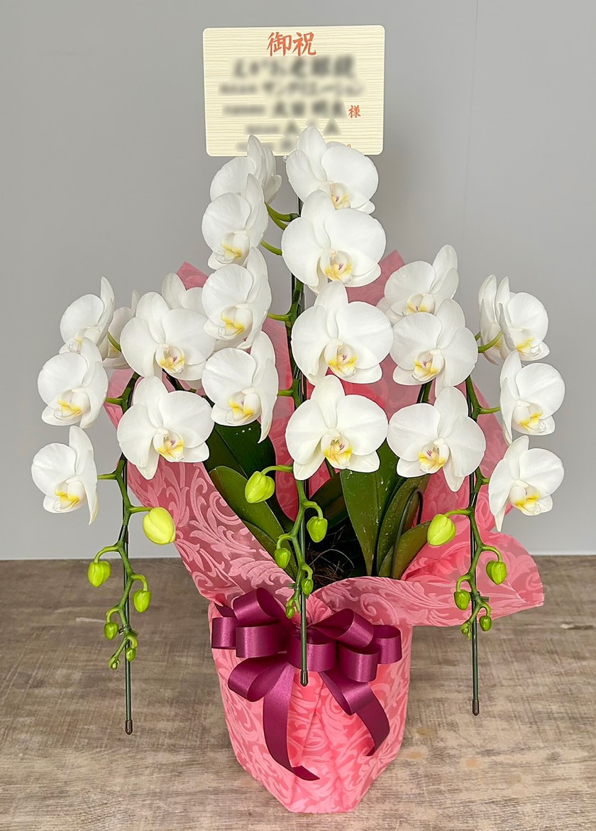 お祝いで納品したミディ白3本立｜東京23区当日配送対応 EFLA