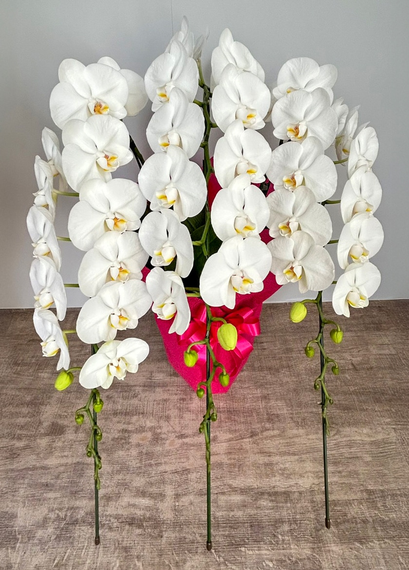 お祝いで納品したミディ胡蝶蘭白3本立て｜東京23区当日配送対応 EFLA