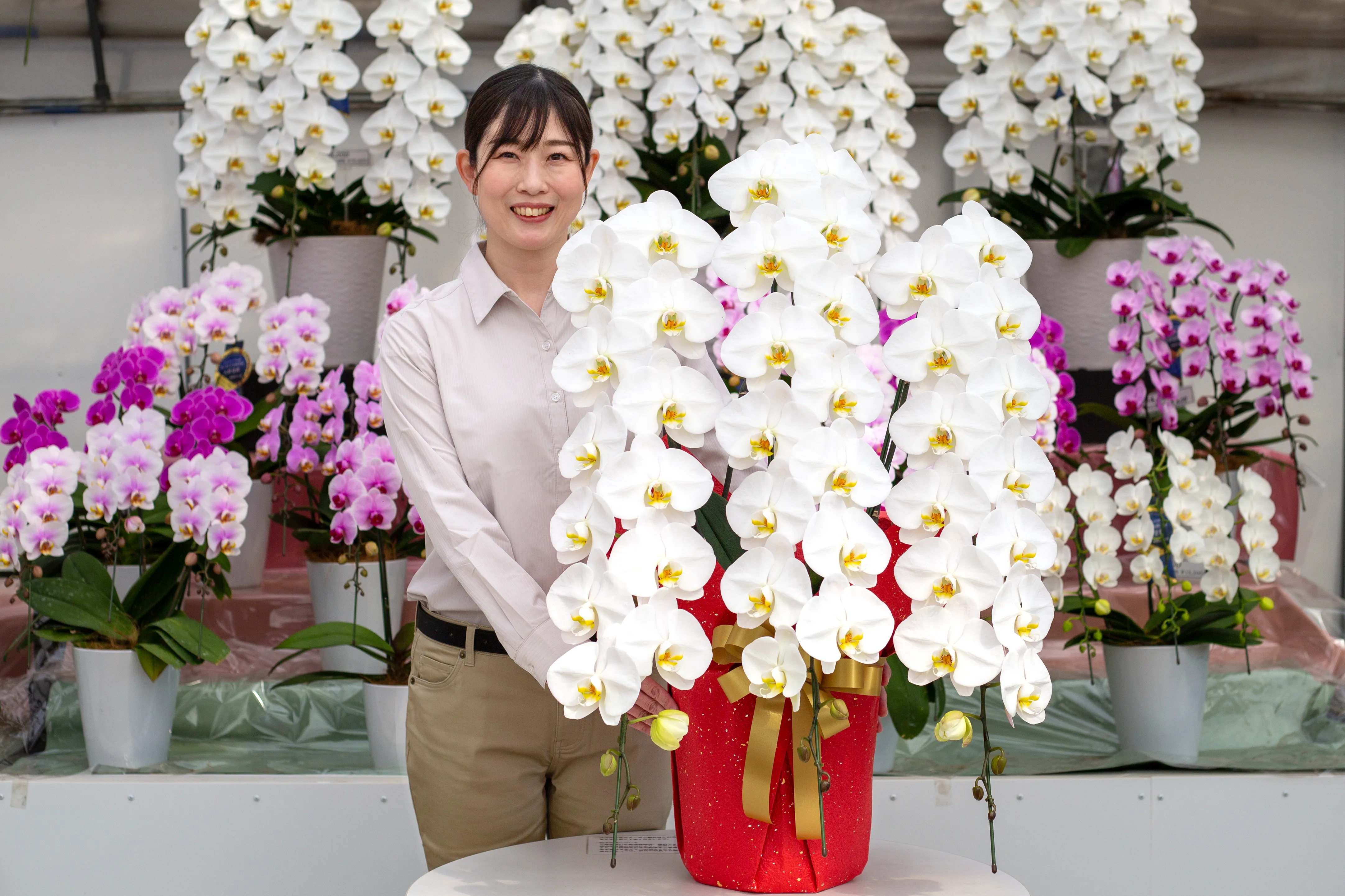 花径14cm以上の大輪胡蝶蘭ホワイトロッキー