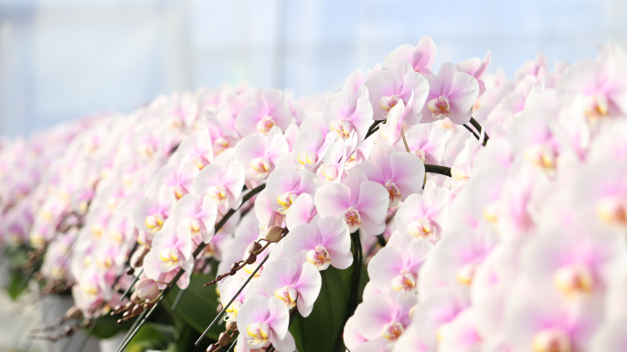 胡蝶蘭はいつまで楽しめる？花の寿命と美しさを保つコツ