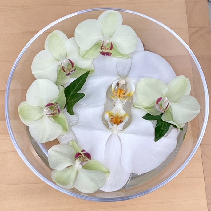 胡蝶蘭を長く楽しむには？
