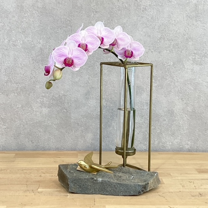 植え替えの時期と方法