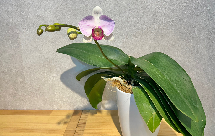 胡蝶蘭の寿命についてよくある質問