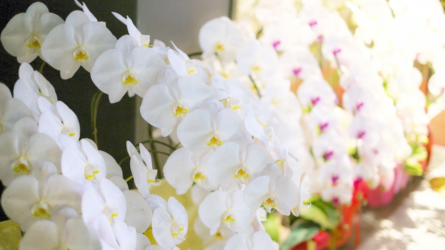 長寿祝い（還暦・古希・米寿）に贈る胡蝶蘭：年齢別のテーマカラーと選び方