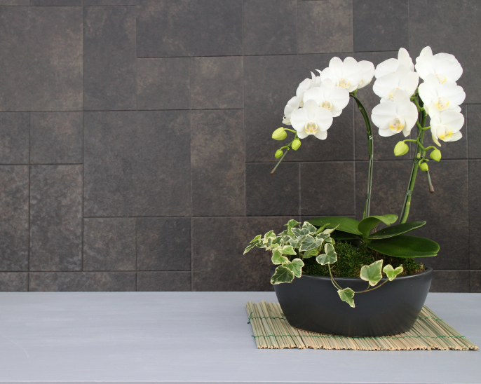 はじめに：故人を偲ぶお供えに、なぜ胡蝶蘭が選ばれるのか