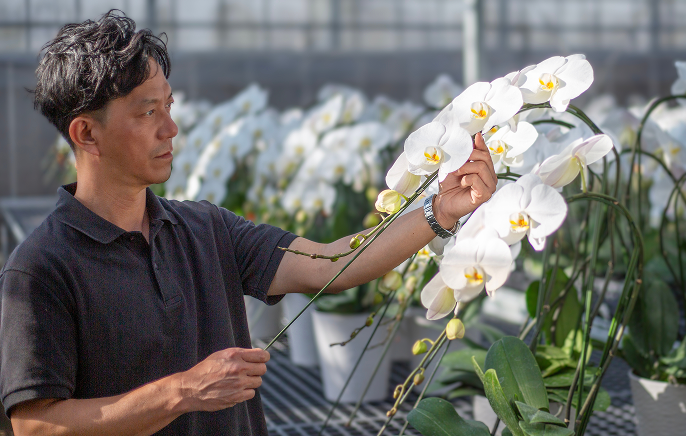 贈る人の品格が伝わる胡蝶蘭ギフト
