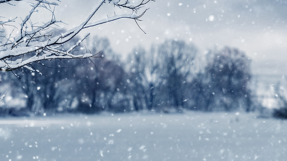 はじめに：冬は胡蝶蘭にとって試練の季節