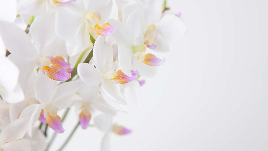お歳暮に「胡蝶蘭」が選ばれる5つの理由