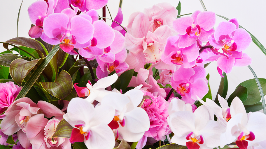 【シーン別】お歳暮に最適な胡蝶蘭の選び方