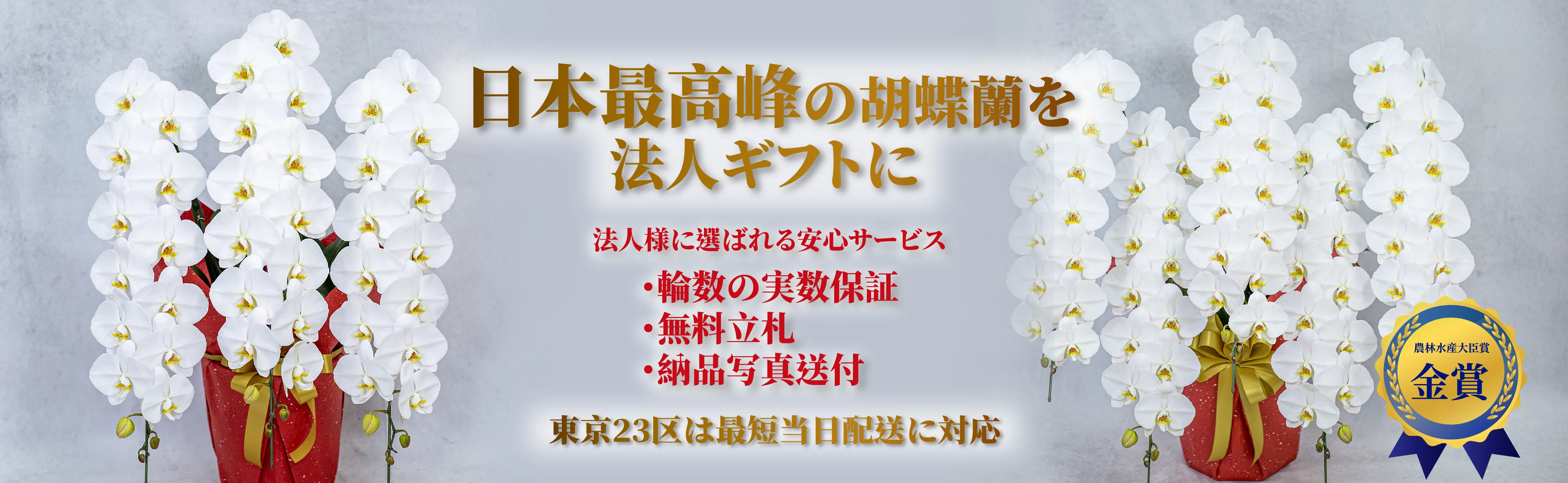 胡蝶蘭法人ギフト　大輪胡蝶蘭　メッセージカード・ラッピング無料