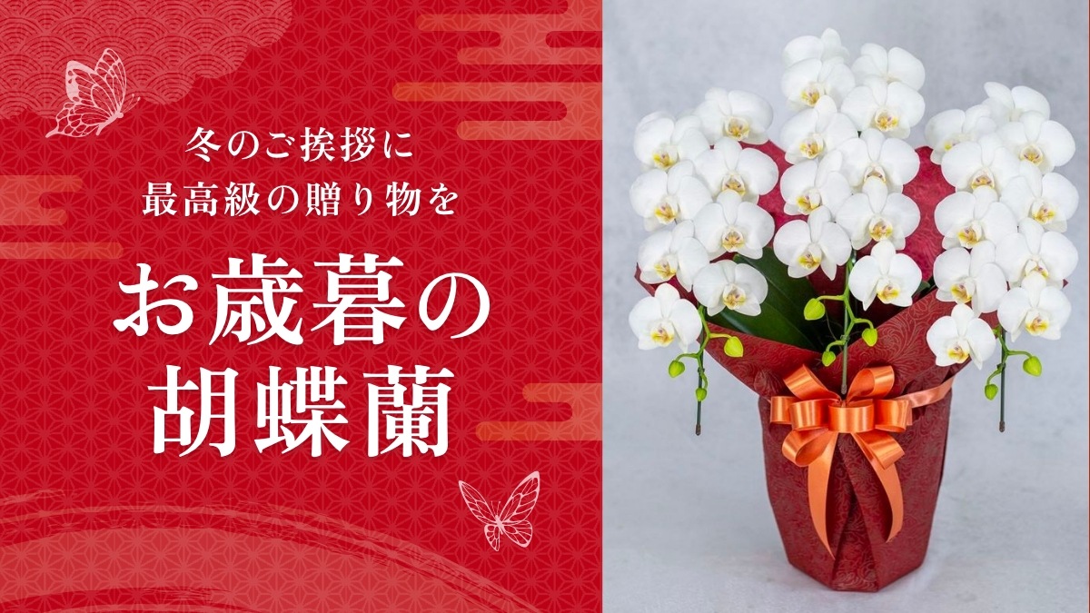 冬のご挨拶に最高級の贈り物を　お歳暮の胡蝶蘭
