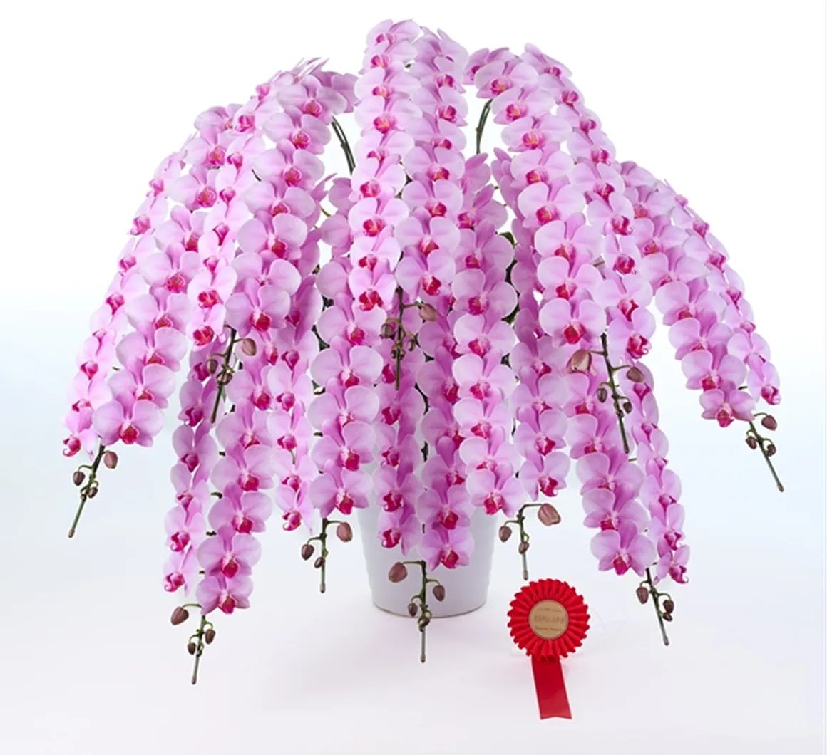 関東東海花の展覧会 農林水産大臣賞 受賞 胡蝶蘭