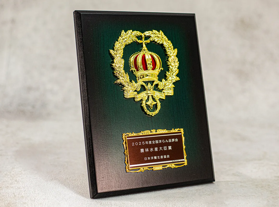 全国洋らん品評会 金賞受賞 モテギ洋蘭園の胡蝶蘭