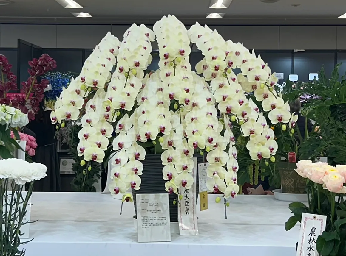 審査で評価された胡蝶蘭 花姿と輪数の美しさ