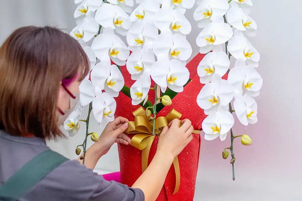 温室で育つ胡蝶蘭 生産者による品質管理