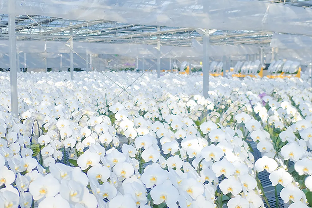 花持ちの良い胡蝶蘭 根の張りがいい株