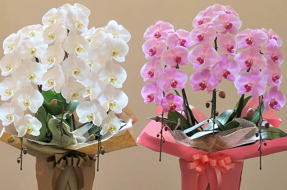 美しさが続く胡蝶蘭 法人ギフトに人気