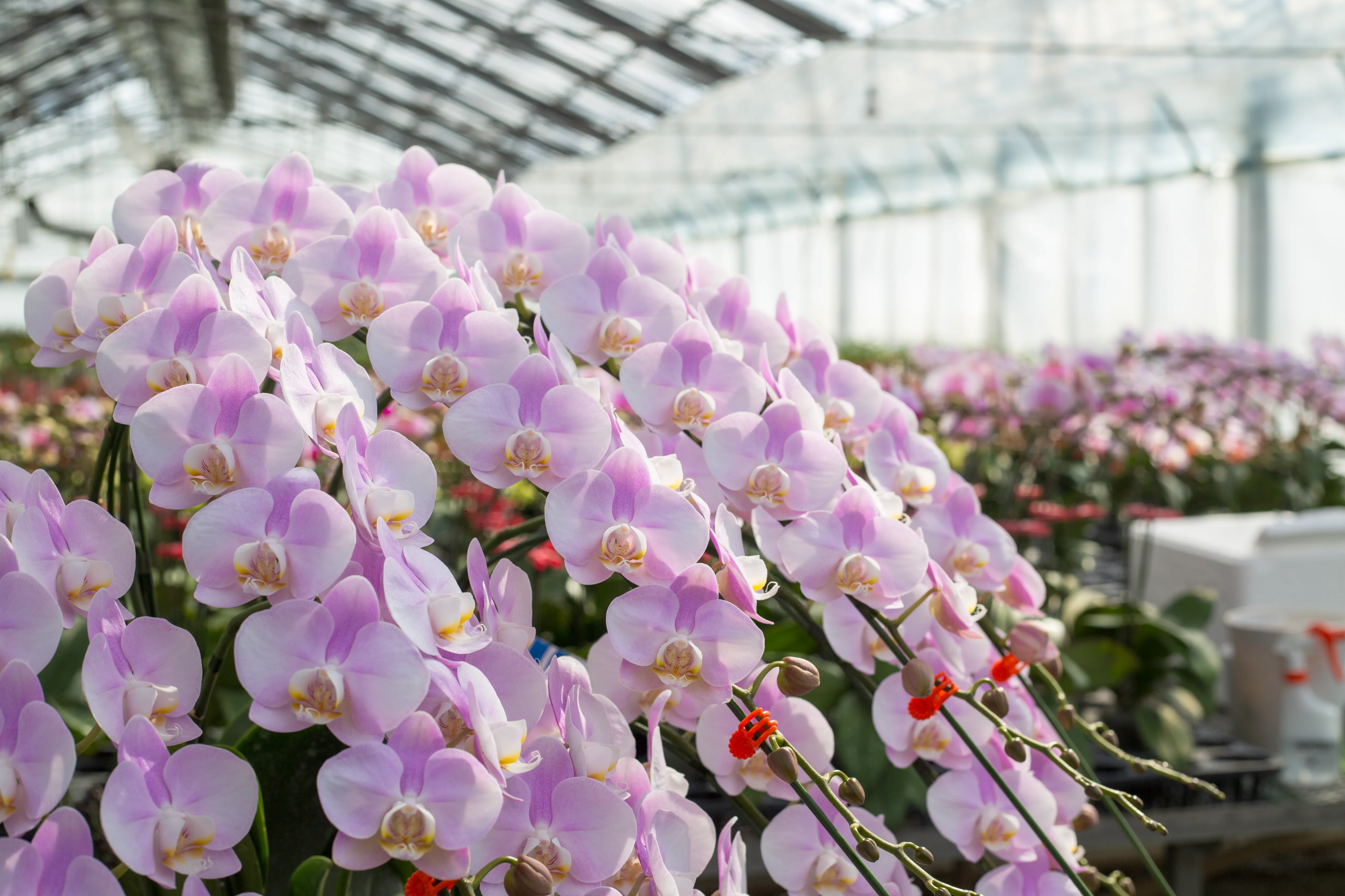 胡蝶蘭の梱包 出荷直前の品質チェック