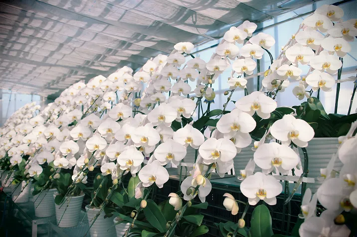 産地直送の胡蝶蘭 丁寧な発送作業