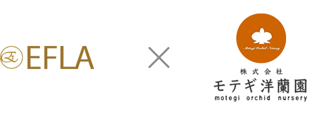 モテギ洋蘭園 胡蝶蘭の生産風景と栽培管理