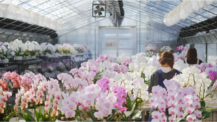 埼玉県本庄市 モテギ洋蘭園 胡蝶蘭の温室