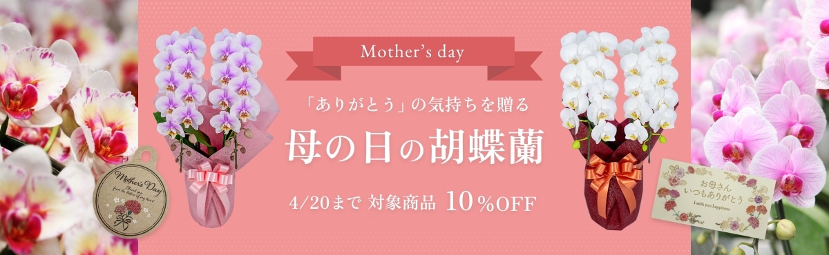 母の日の胡蝶蘭