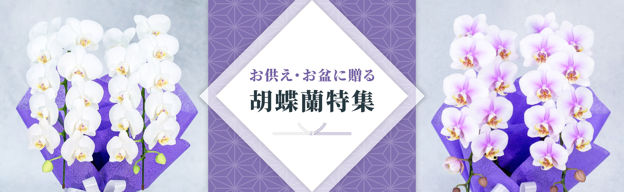 お供え・お盆に贈る胡蝶蘭特集