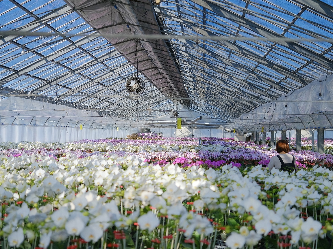 生産者直送の胡蝶蘭を育てるモテギ洋蘭園の温室