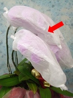 胡蝶蘭の梱包開封の手順：ステップ5